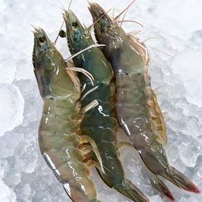 푸드지 산지직송 산채로 담은 활새우 흰다리새우