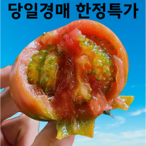 [단독특가] 300박스한정 신선보장 국내산 찰토마토