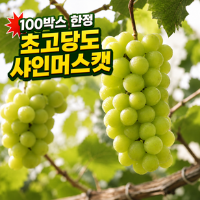 [100박스한정] 제철과일 당도선별 고당도 샤인머스캣