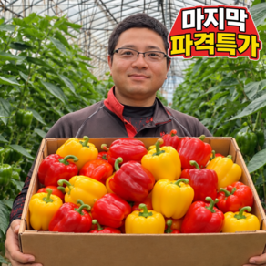 [노마진초특가] 갓수확한 아삭아삭 국내산 파프리카