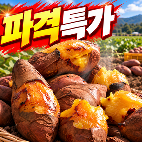 [초특가할인행사] 국내산해남 산지직송 주문폭주 호박고구마