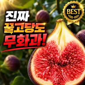 [당일수확 산지직송] 프리미엄 초고당도 리얼과즙 꿀무화과