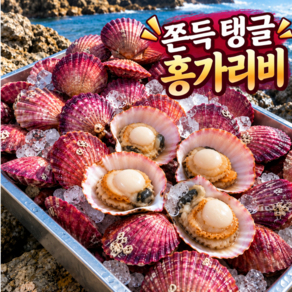 [당일직송] 통영 세척 홍가리비 생물