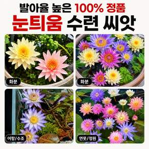 40/80 수련 연꽃 식물씨앗 수련 연꽃 씨앗 수경재배 미니수련 씨앗