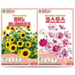 설레는 기다림 초록스타 밤비노해바라기 50립 + 코스모스 500립