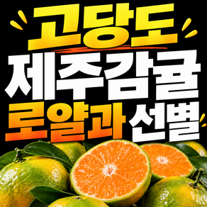 제주 감귤 5kg (제주 귤 구매 1위 산지) 고당도 하우스 감귤