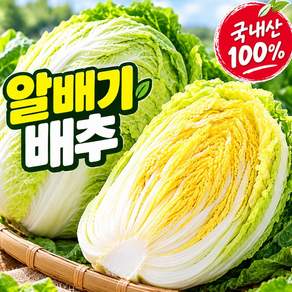 [새벽경매] 국내산 알배추 배추 쌈배추