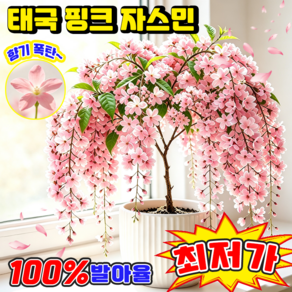 {홈쇼핑 신형} 1+1 추사몰리꽃 자스민 씨앗 태국 수입 수선 재스민 늘어지는 자스민 씨앗 3배 진한천연 꽃향기 사계절전용형 포장랜덤발송 TENFOC