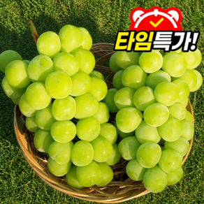 하루딱30박스 19brix 달콤아삭 고당도선별 샤인머스캣