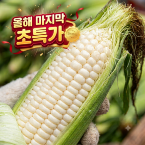 [산지직송] 국산 강원도 햇 미백 찰옥수수