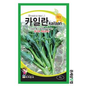 카일란 4g / 카일란씨앗 채심씨 중국케일 이색채소 종자 주말농장 베란다텃밭