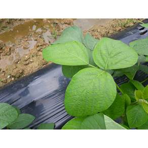 생콩잎500g 1kg직접 농사지은 익산 가정농장 여름 별미 물김치 쌈채소 쌈밥 콩잎쌈 장아찌 멸치젓 강된장쌈