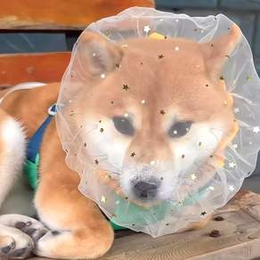 위크니카 강아지 페이스커버 얼굴망 산책망 헤드커버 망사