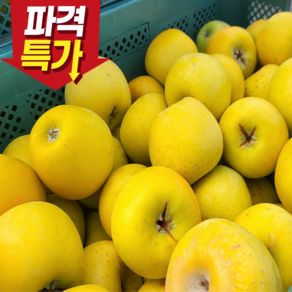 [첫출하특가] 시나노 골드 사과 황금사과 노란사과 시나노골드 가정용