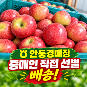 경북부사 맛있는 부사사과 고당도 정품