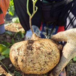 유기농인증 히카마4kg/10kg (멕시코감자)다이어트 효과 장 건강(풍부한 식이섬유로 장운동 활성화 장내 유익균 증식유도) 당뇨와 피부미용 고혈압에 도움
