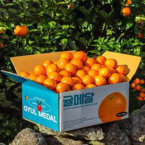 [귤메달] 제주 노지감귤 5kg(소과)