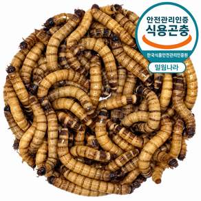 밀웜나라 밀웜