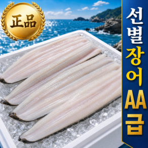 [당일손질] 30미한정 살밥 두툼한 통영 바다장어 (2종소스제공)