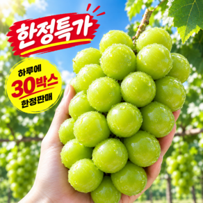 [백화점퀄리티] 고당도 과일선물세트 프리미엄 샤인머스캣