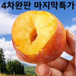 [마지막특가] 하루50박스 고당도 추희 자두