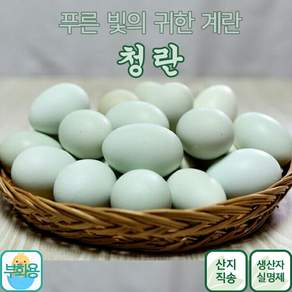 귀한 청란 부화용 청계닭 부화용 계란