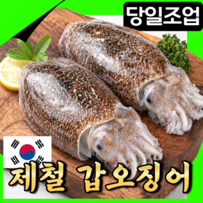 [당일조업] 급냉 갑오징어 국내산 특대사이즈 선주직발송 특품선별