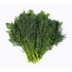 야채왕 허브 생잎 딜 Dill 500g 향신료