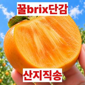 [산지직송] 햇 단감 특품산지직송