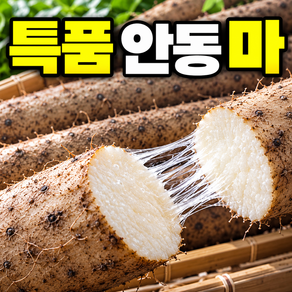 깨비네 백화점납품용 당일경매 [특상급] 안동마