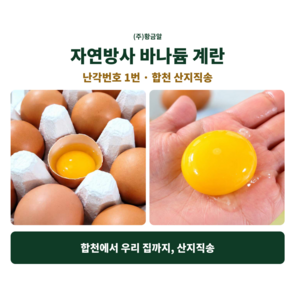 황금알 바나듐 계란 난각번호 1번 자연방사 합천 산지직송