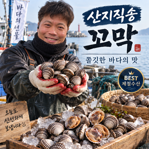 싱싱한 산지직송 제철 벌교 꼬막