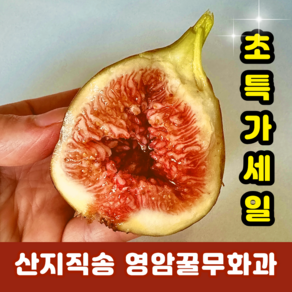 [초특가할인]영암무화과 홍무화과 프리미엄 산지직송