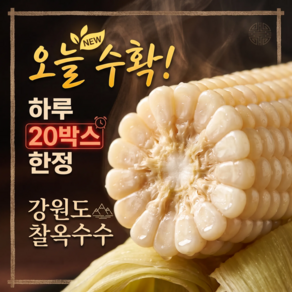 [하루20박스] 쫀득쫀득 국산 강원도 찰옥수수