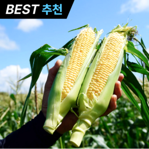 [100박스한정] 16cm이상 강원도 쫀득이 찰옥수수