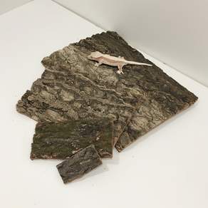 리움 굴피껍질 자연나무껍질 코르크보드 도마뱀 파충류 은신처 20x30cm 브라운
