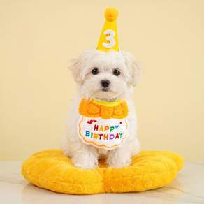 푸키 반려동물 생일 축하 스카프+꼬깔모자+숫자세트