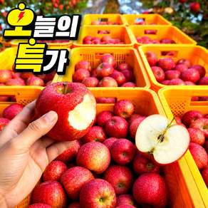 [오늘하루특가] 당일수확 15Brix이상 꿀당도 햇 홍로사과