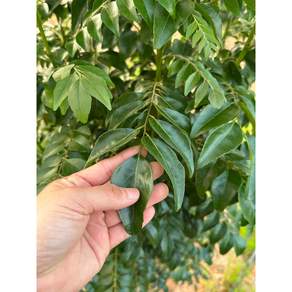 신선한 카레 잎 (Fresh Curry Leaves)