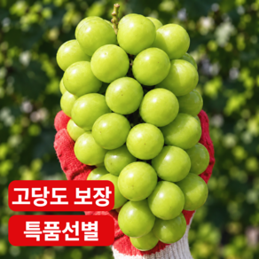 [하루 50박스 한정] 특품 국내산 18brix고당도 샤인머스켓