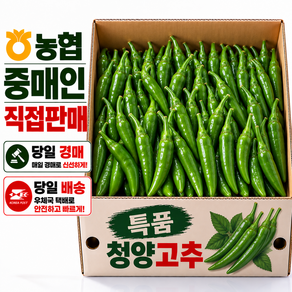 당일경매 특품 청양고추