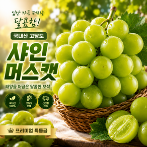 [한정수량] 한 송이만 먹어도 반하는 달콤함! 특등급 고당도 국내산 샤인머스캣