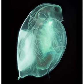 물벼룩 Daphnia Magna 1000마리 큰물벼룩 국내종