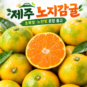 <맛둥이> 신선한 당일수확 제주 노지감귤 산지직송/자연재배 당도높은 귤