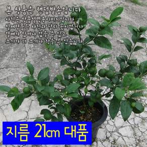 오렌지레몬나무 (레몬트리 열매 잎에서 달콤한향) 지름 21cm 대품화분 (좋은흙만 사용한 건강한식물)