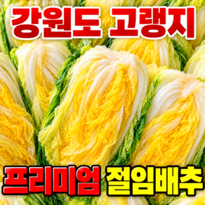 [하루30박스] 국산100% 프리미엄 명품 강원도 고랭지 절임배추