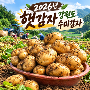 국내산 수미감자 햇감자