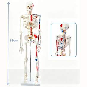 Kismetic 전신 골격 인체 골격모형85cm 해골 뼈 모형 척추 추간판 골외과 교구 모델