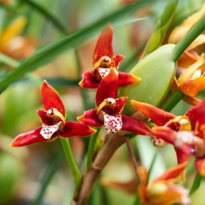 [신라난농원]Maxillaria tenuifolia 막실라리아 테누이폴리아.(꽃대없음).붉은색화판에 호피무늬립프.헤이즐넛 커피향.달콤한향기.필독뒷사진참고