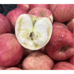 산지직송 프리미엄 고당도 꿀 감홍사과 (1kg 2kg 3kg 5kg)